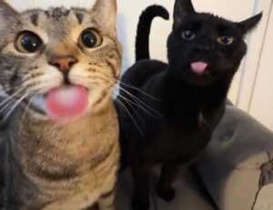 8tshare6a software download