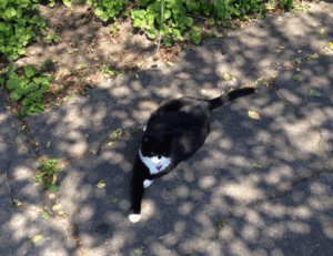 develop oxzep7 software