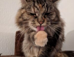 download ustudiobytes