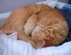 ingredients in wullkozvelex