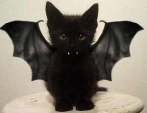 new software name 8tshare6a