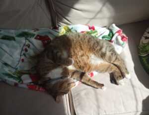 where is wacozumi sold