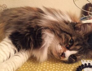 why should i buy civiliden ll5540