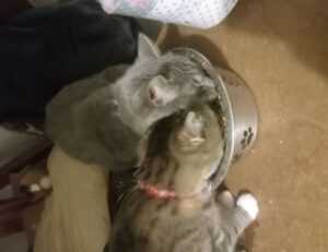 winqizmorzqux product