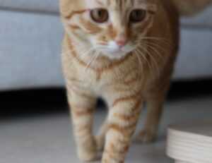 your call cannot be completed as the called party is busy