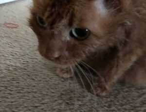 digital infusing aggr8tech