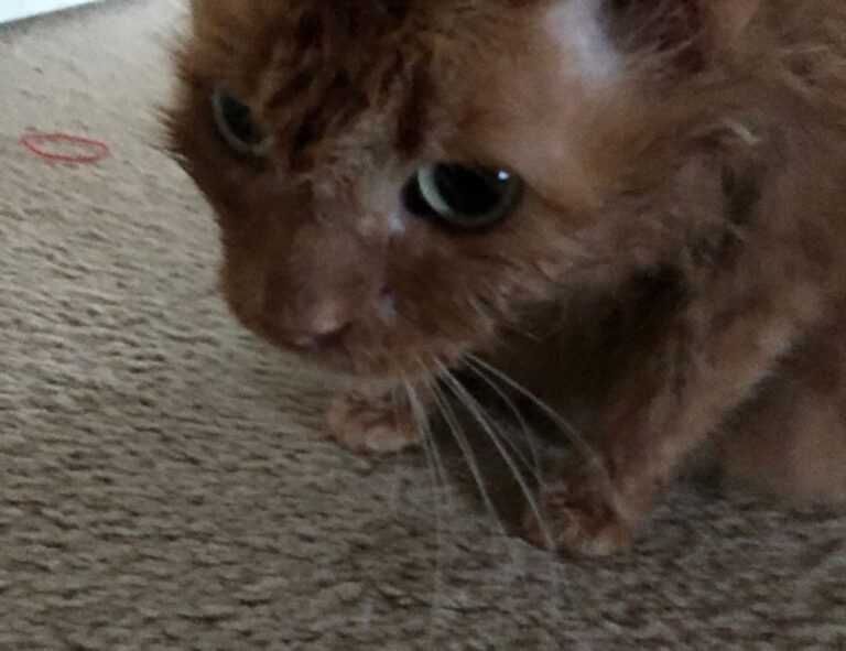 digital infusing aggr8tech