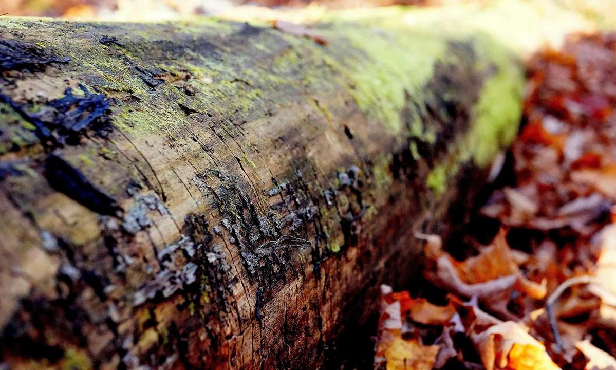 semiconductor shortage 1