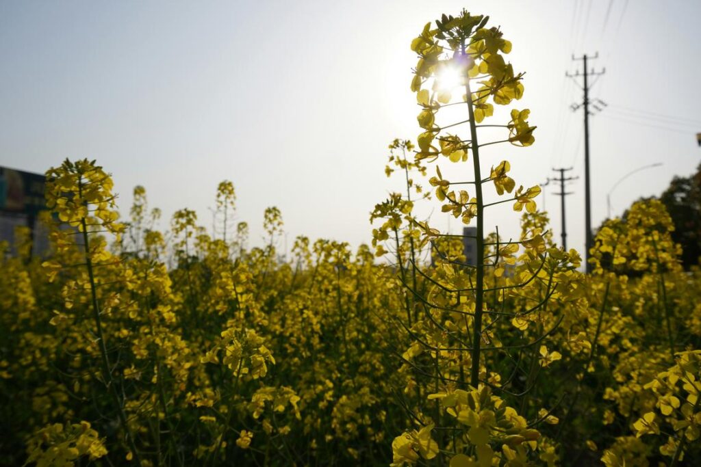 Waste-to-Wattage Biofuels