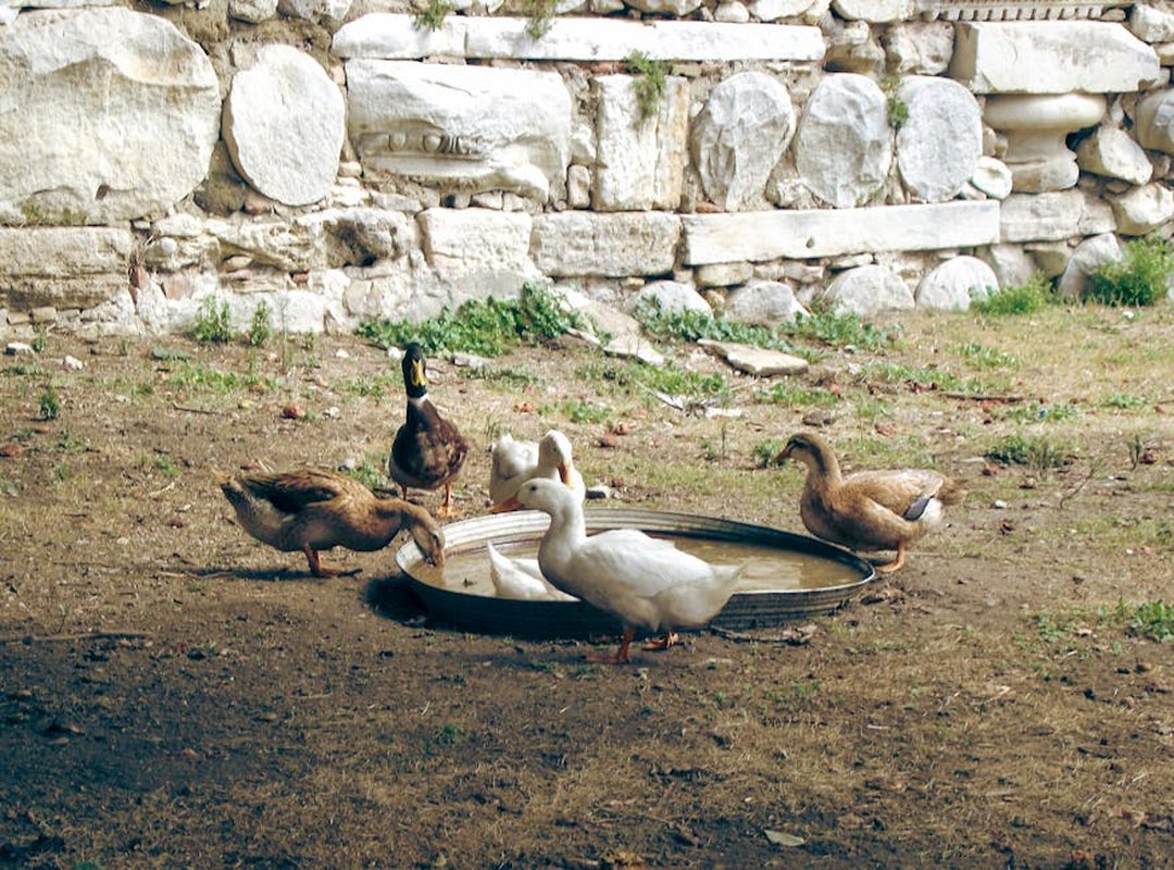 Technical Setup and Calibration