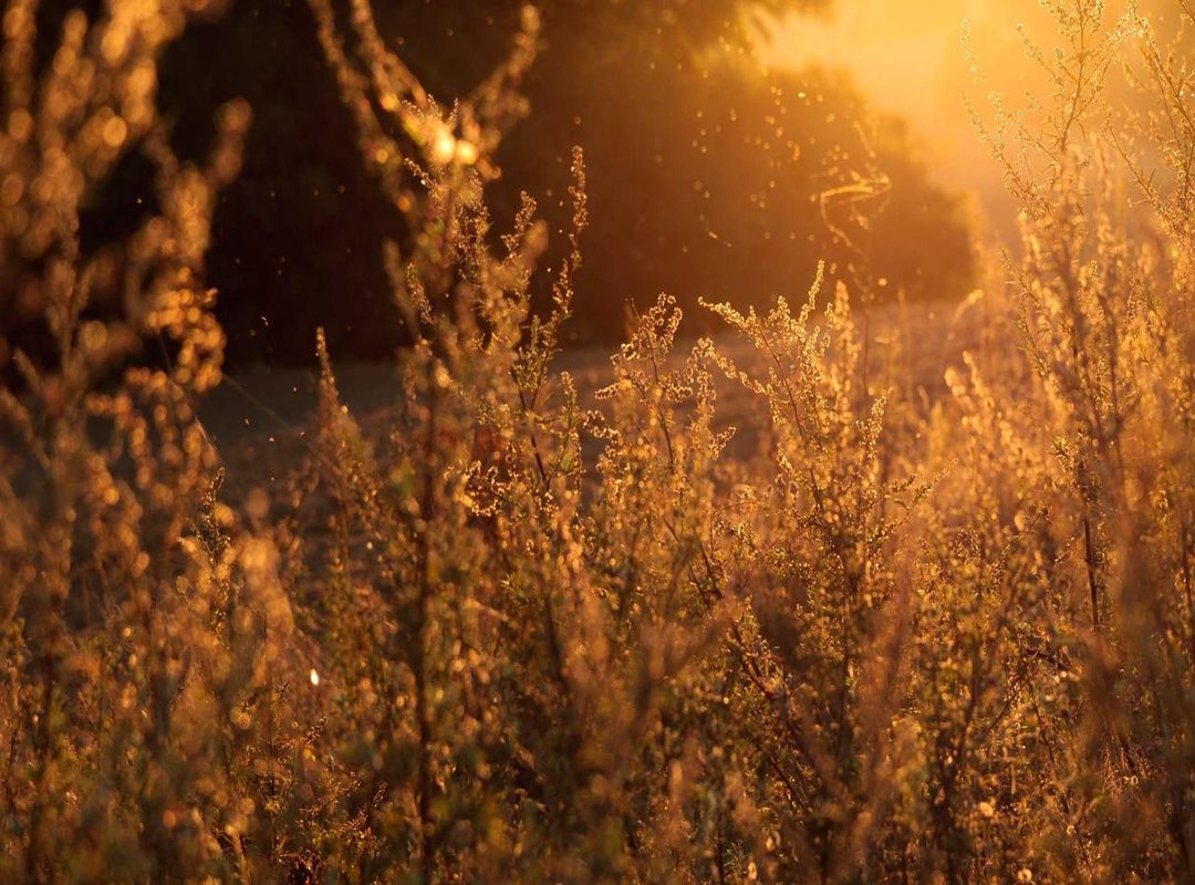 Dine-In, Drive-Thru, or Delivery: All Your Ordering Options