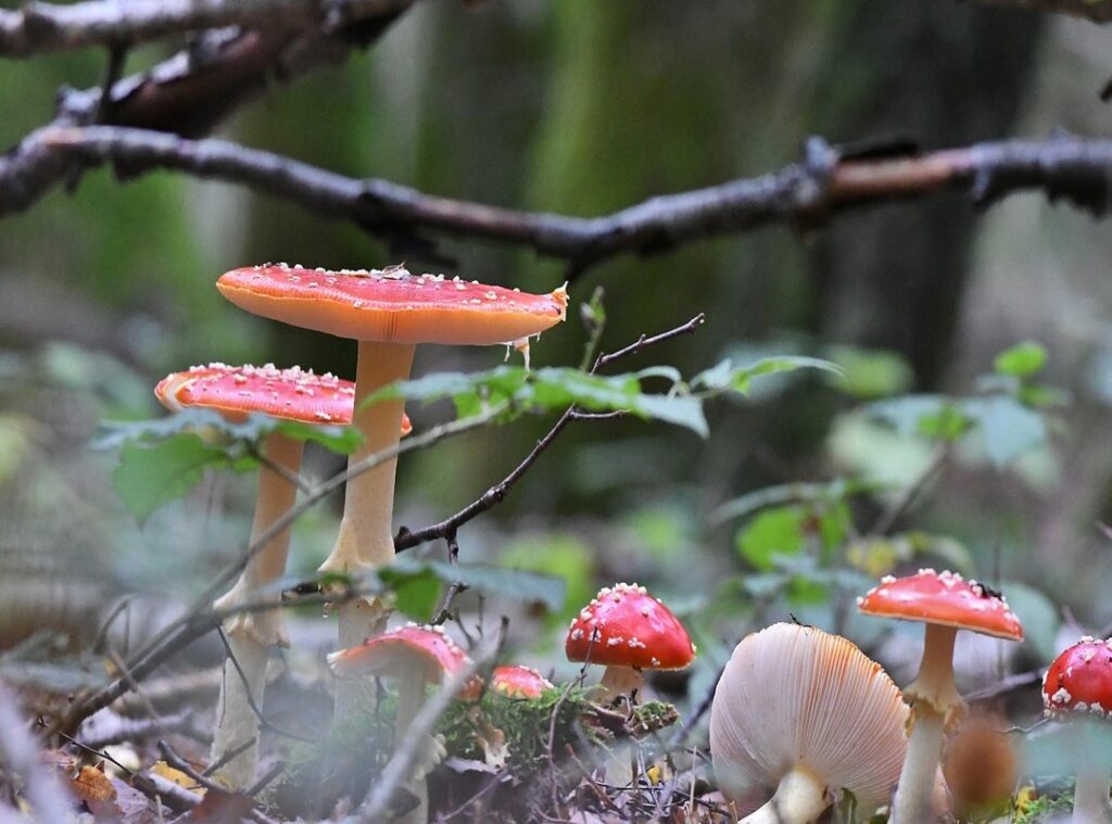 omhelzing knuffel gif